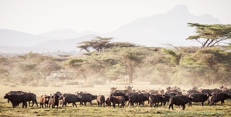 LUXE REIZEN  - TRAVEL IN LUXURY - LUXURY IS TRAVELLING  AFRIKA_LUXE SAFARIS KENIA