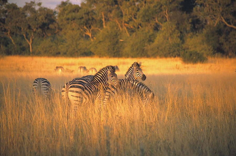 LUXE REIZEN  - TRAVEL IN LUXURY - LUXURY IS TRAVELLING  AFRIKA_LUXE SAFARIS KENIA