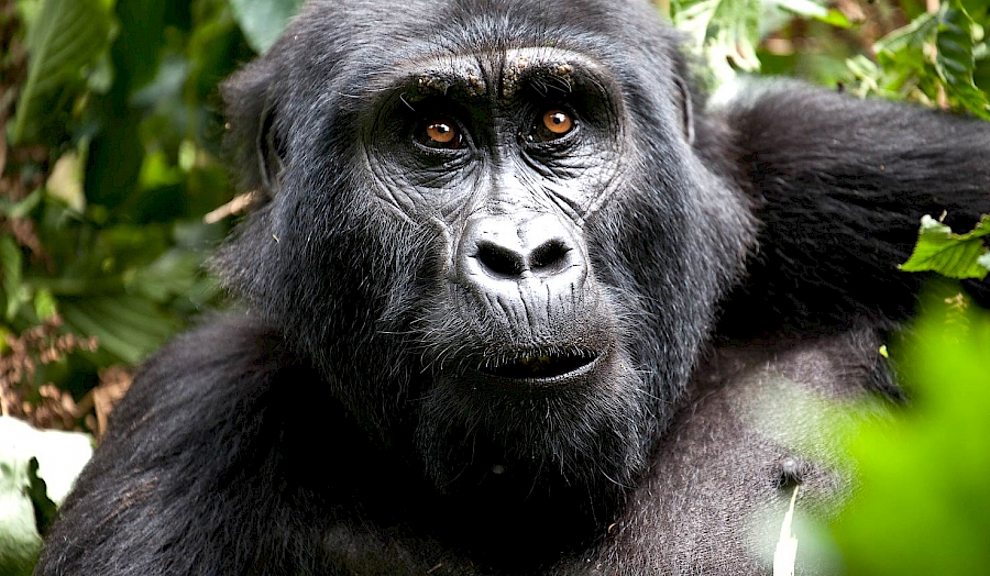 LUXE REIZEN  - TRAVEL IN LUXURY - LUXURY IS TRAVELLING  AFRIKA_LUXE SAFARIS OEGANDA