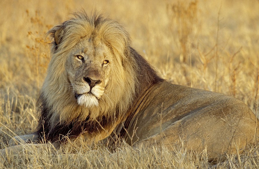 LUXE REIZEN  - TRAVEL IN LUXURY - LUXURY IS TRAVELLING  AFRIKA_LUXE SAFARIS ZUID-AFRIKA