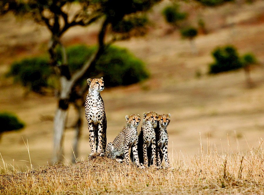 LUXE REIZEN  - TRAVEL IN LUXURY - LUXURY IS TRAVELLING  TANZANIA_LUXE SAFARIS TANZANIA**TREASURES OF TANZANIA