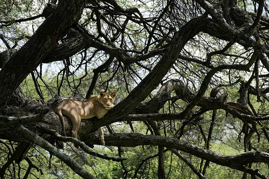 LUXE REIZEN  - TRAVEL IN LUXURY - LUXURY IS TRAVELLING  TANZANIA_LUXE SAFARI TANZANIA**LAKE MANYARA TREE LODGE