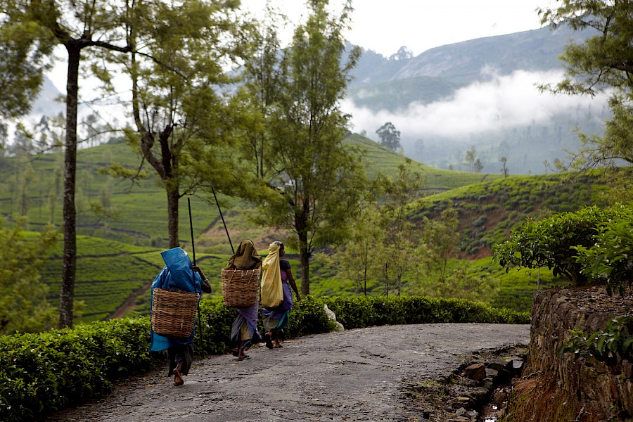 LUXE REIZEN  - TRAVEL IN LUXURY - LUXURY IS TRAVELLING  AZIE_LUXE REIZEN**SRI LANKA