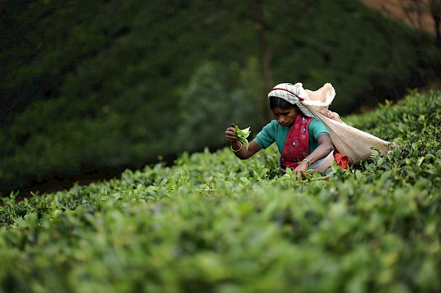 LUXE REIZEN  - TRAVEL IN LUXURY - LUXURY IS TRAVELLING  SRI LANKA_LUXE RONDREIZEN SRI LANKA**TEA TRAILS & BEACH JOURNEY