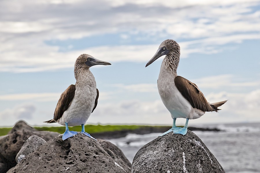 LUXE REIZEN  - TRAVEL IN LUXURY - LUXURY IS TRAVELLING  ECUADOR-GALAPAGOS_LUXE RONDREIS**ECUADOR & GALAPAGOS