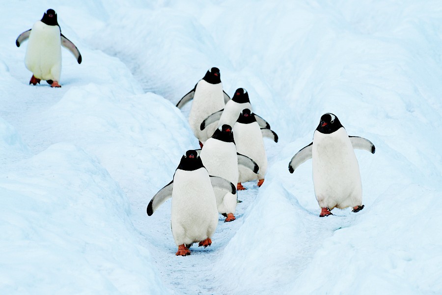 LUXE REIZEN  - TRAVEL IN LUXURY - LUXURY IS TRAVELLING  ANTARCTICA_LUXE CRUISES**ANTARCTICA