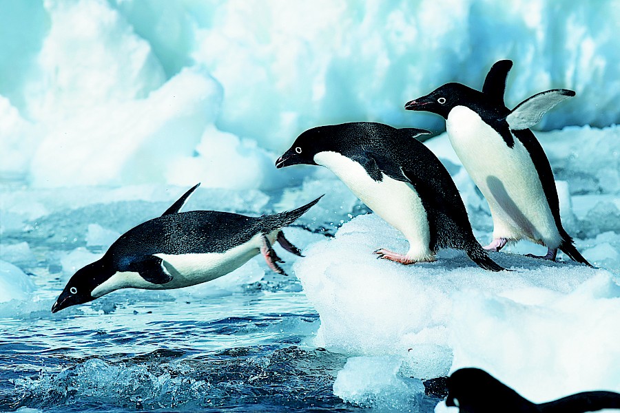 LUXE REIZEN  - TRAVEL IN LUXURY - LUXURY IS TRAVELLING  ANTARCTICA_LUXE CRUISES**ANTARCTICA