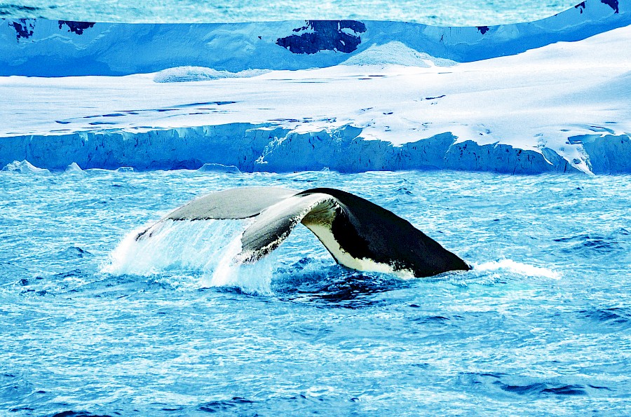 LUXE REIZEN  - TRAVEL IN LUXURY - LUXURY IS TRAVELLING  ANTARCTICA_LUXE CRUISES**ANTARCTICA