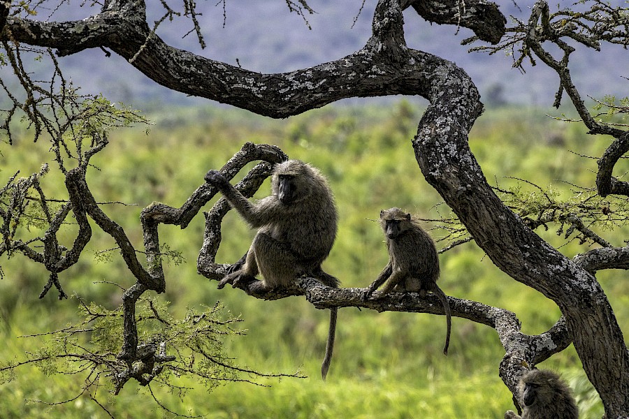 LUXE REIZEN  - TRAVEL IN LUXURY - LUXURY IS TRAVELLING  AFRIKA_LUXE REIZEN RWANDA**LUXE SAFARIS RWANDA, MAGASHI