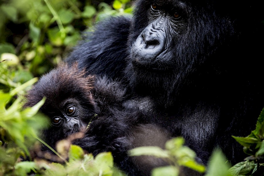 LUXE REIZEN  - TRAVEL IN LUXURY - LUXURY IS TRAVELLING  RWANDA_LUXE SAFARI RWANDA**BISATE LODGE - VOLCANOES NATIONAL PARK