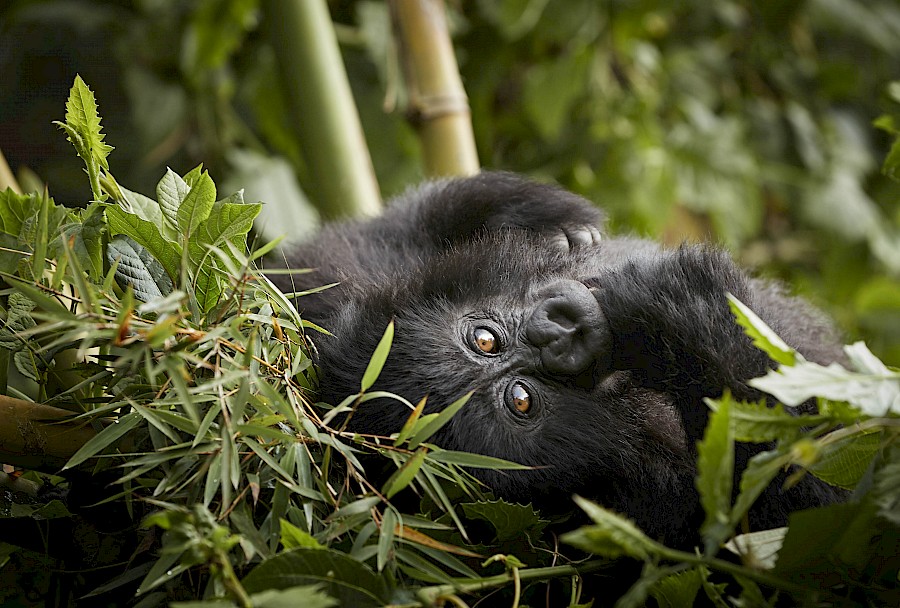 LUXE REIZEN  - TRAVEL IN LUXURY - LUXURY IS TRAVELLING  RWANDA_LUXE SAFARIS RWANDA - VOLCANOES NATIONAL PARK **ONE&ONLY GORILLAS NEST