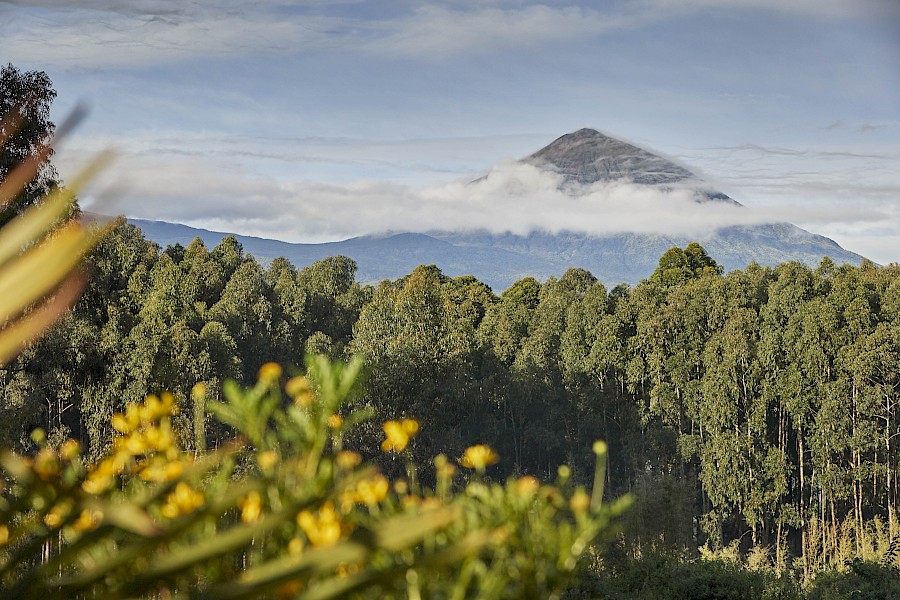 LUXE REIZEN  - TRAVEL IN LUXURY - LUXURY IS TRAVELLING  RWANDA_LUXE SAFARIS RWANDA - VOLCANOES NATIONAL PARK **ONE&ONLY GORILLAS NEST