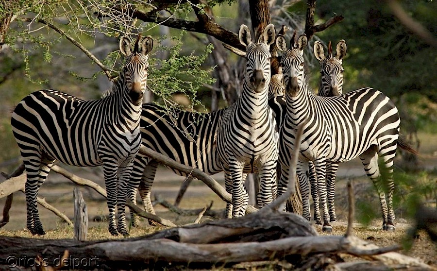 LUXE REIZEN  - TRAVEL IN LUXURY - LUXURY IS TRAVELLING  TANZANIA_LUXE SAFARI HET ONGEREPTE ZUIDEN VAN TANZANIA & ZANZIBAR  
