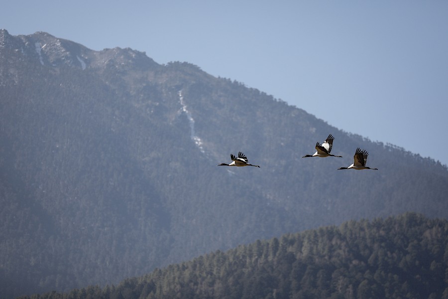 LUXE REIZEN  - TRAVEL IN LUXURY - LUXURY IS TRAVELLING  BHUTAN_LUXE PRIVÉ RONDREIS BHUTAN**AMANKORA by AMAN RESORTS, GANGTEY